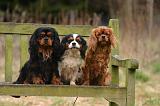 CAVALIER KING CHARLES 764